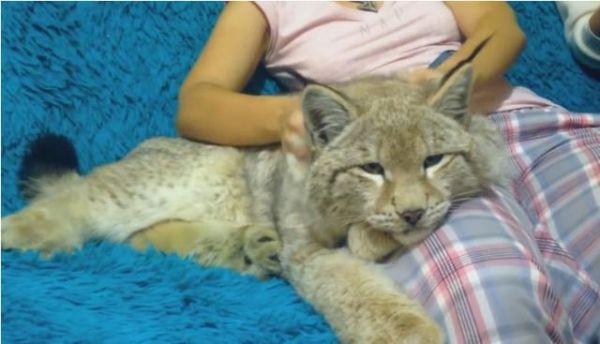 厉害了！美女把昂贵的猞猁养成了一只温顺的“猫”