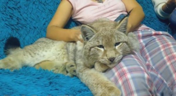 厉害了！美女把昂贵的猞猁养成了一只温顺的“猫”