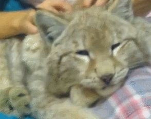厉害了！美女把昂贵的猞猁养成了一只温顺的“猫”