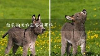 给狗狗美容需要做哪些