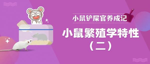 鼠崽繁育宝典 