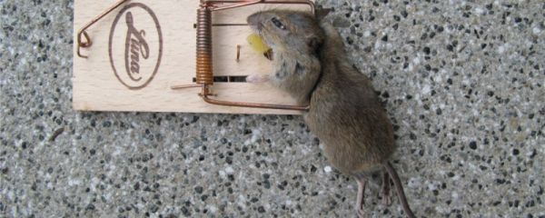 老鼠怎么繁殖？