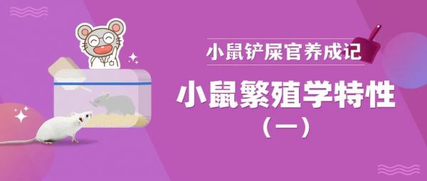 小鼠繁殖