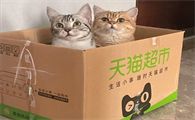 宠物玩具什么好