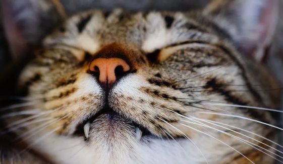狸花猫的抓老鼠能力有多强