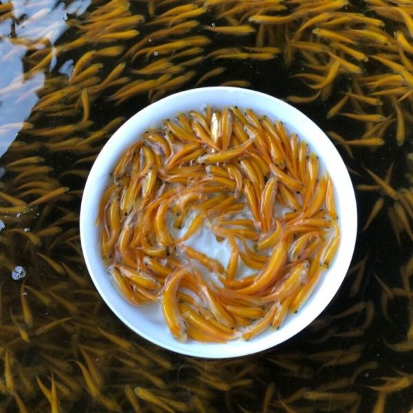 宠物角蛙的日常管理与饲养方法