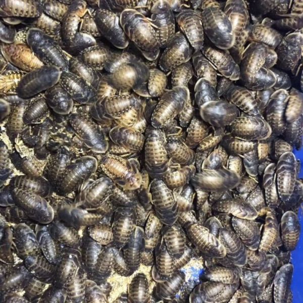 宠物角蛙的日常管理与饲养方法