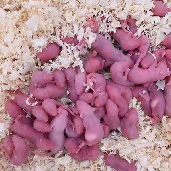 宠物角蛙的日常管理与饲养方法
