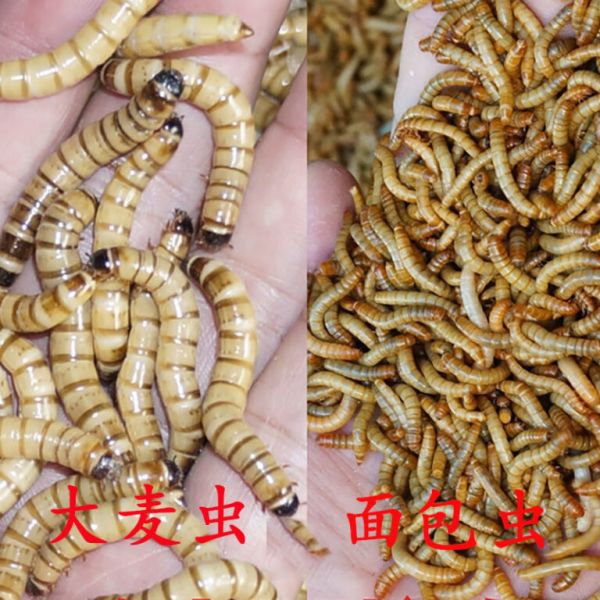 宠物角蛙的日常管理与饲养方法