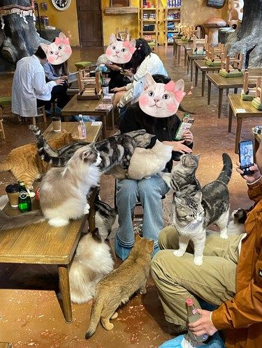 上海猫咖的小猫咪真的太会营业了