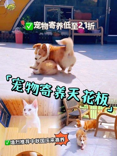 ✅宠物寄养低至2.1折｜宠物寄养的天花板