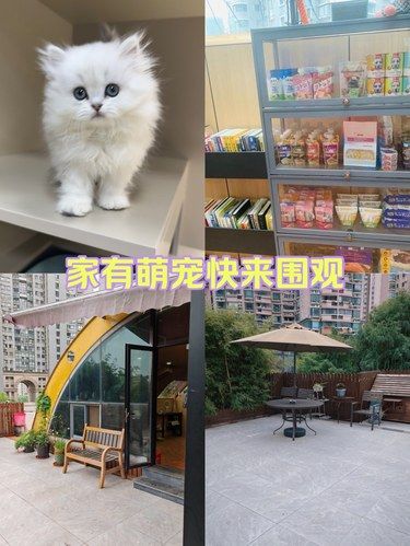解放双手的宠物之家