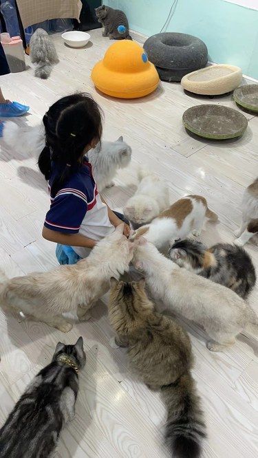 这是我见过猫最多的撸猫店！