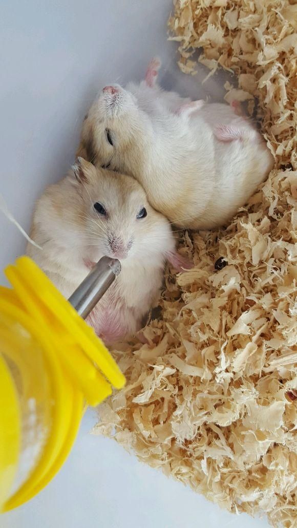 最方便饲养的宠物：仓鼠，养过的举个爪