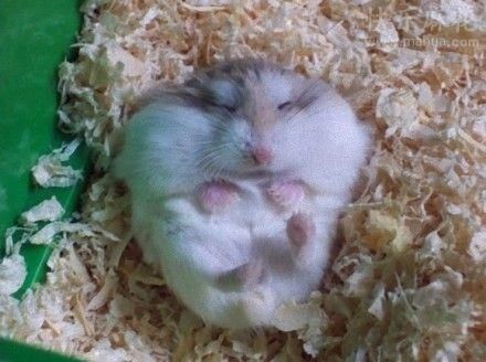 最方便饲养的宠物：仓鼠，养过的举个爪