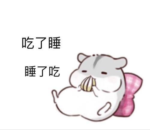 最方便饲养的宠物：仓鼠，养过的举个爪