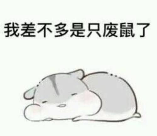 最方便饲养的宠物：仓鼠，养过的举个爪