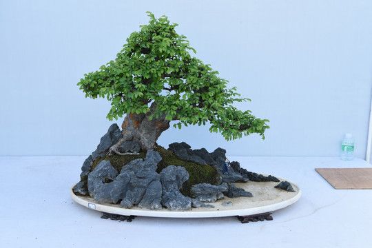盆景盆栽