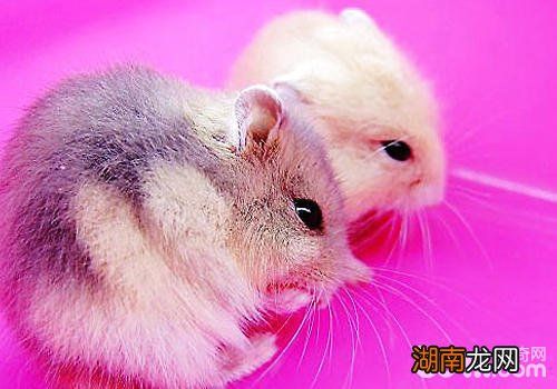 母仓鼠产后如何护理