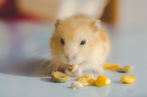 仓鼠生了宝宝该怎么办 仓鼠生完宝宝护理