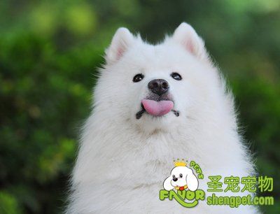 萨摩耶