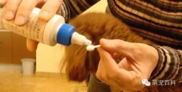 疾病知识：狗狗耳朵常见疾病以及治疗方法