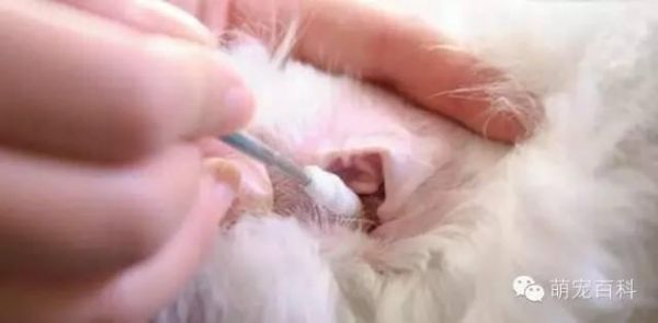 疾病知识：狗狗耳朵常见疾病以及治疗方法
