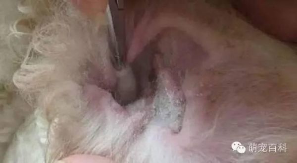 疾病知识：狗狗耳朵常见疾病以及治疗方法