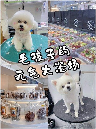 毛孩子的元气大浴场
