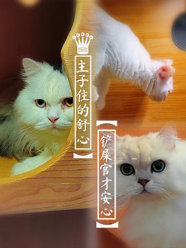 [点赞]寄养0负担❗High翻一整天[色][色][色]