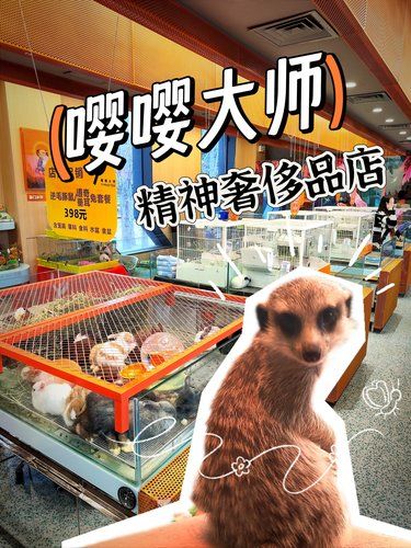 没有猫狗的小众宠物商店