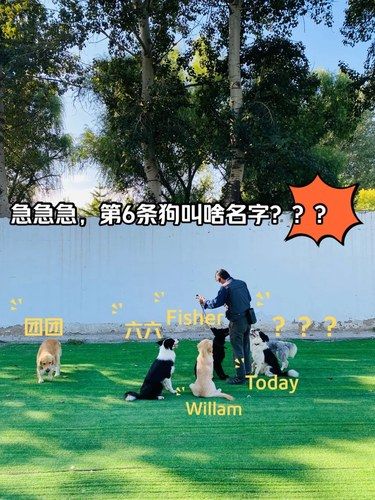 爱犬无忧训练基地｜给狗狗一个更好的未来～