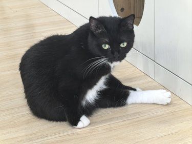 收容所里的喵星人