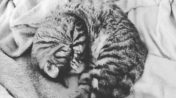 猫咪