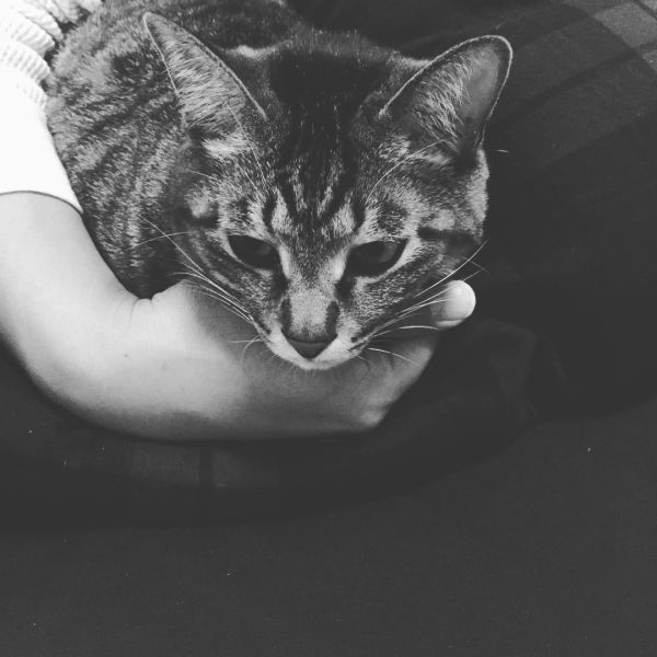 猫咪