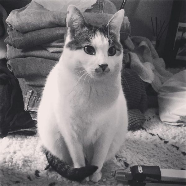 猫咪