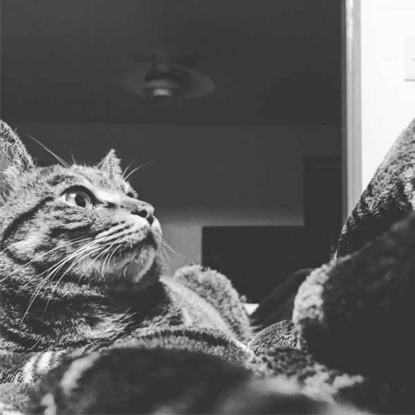 猫咪