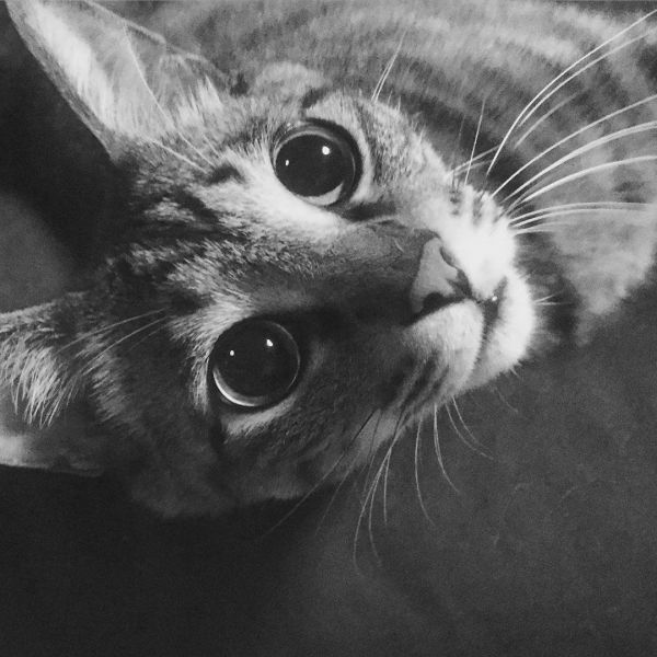 猫咪