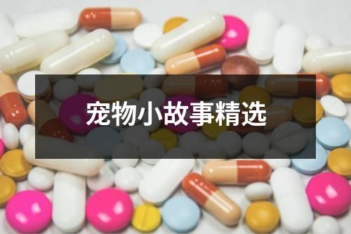 宠物小故事精选
