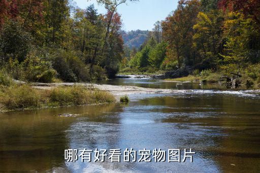 哪有好看的宠物图片