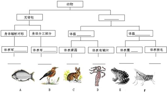 动物最完整的分类图 动物分类全图