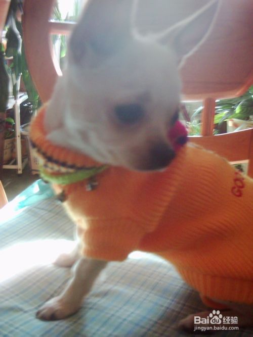 宠物犬去势或绝育所带来的影响