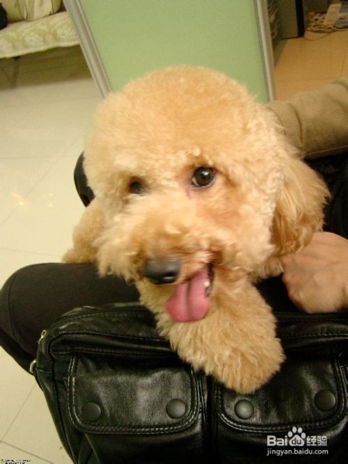 宠物犬去势或绝育所带来的影响