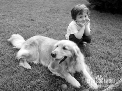 宠物犬去势或绝育所带来的影响