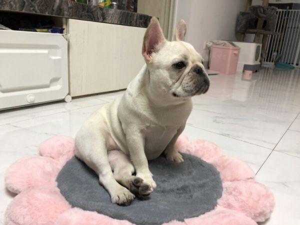 这 5 种不爱叫的狗，不仅话少吃得也少，你家的上榜了吗？