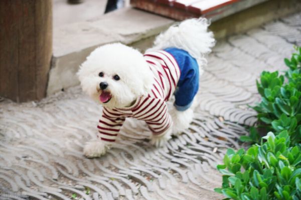 这 5 种不爱叫的狗，不仅话少吃得也少，你家的上榜了吗？