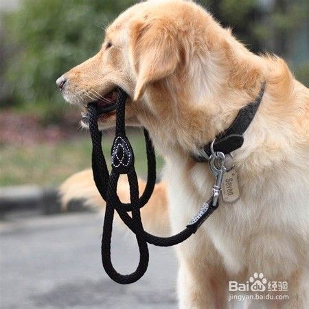 保持好自家狗狗皮肤健康