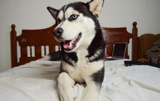 狗狗染色教程 不是所有狗狗都适合染毛哦
