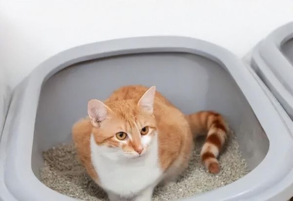 选什么样的猫砂盆比较好用？猫砂盆尺寸款式选择指南