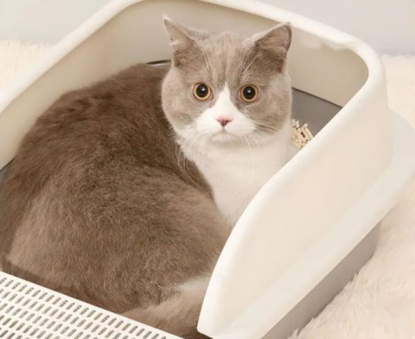 选什么样的猫砂盆比较好用？猫砂盆尺寸款式选择指南